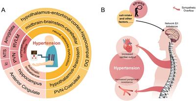A neural perspective on the treatment of hypertension: the neurological network excitation and inhibition (E/I) imbalance in hypertension